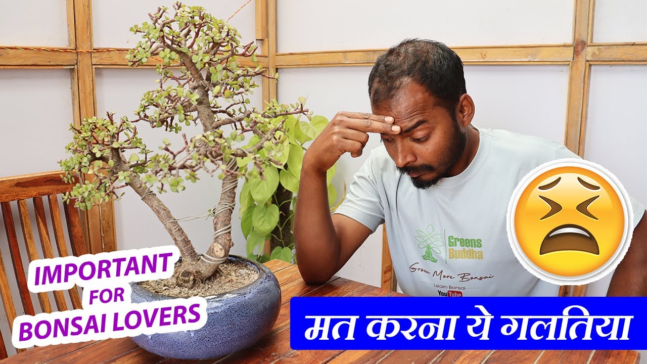 बोन्साई लवर्स भूलकर भी न करे ये गलतिया | Know How to care Bonsai Tree in 2022 | Important Info