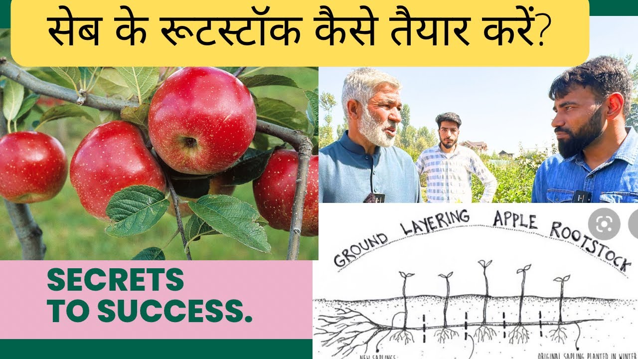 सेब के रूटस्टॉक तैयार करने के लिए क्या क़रें? how to prepare apple rootstock