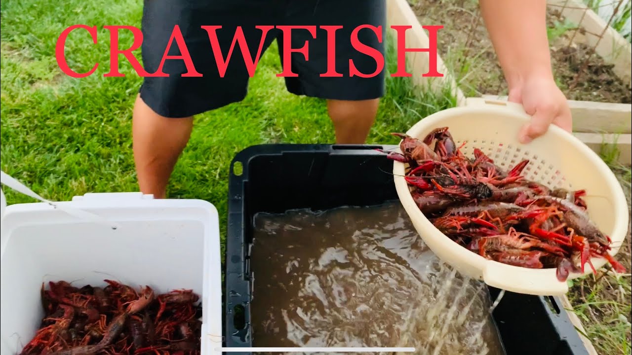 How To Clean Crawfish Before Cooking #crawfish #crayfish #crawfishcleaning #crawdad #purging