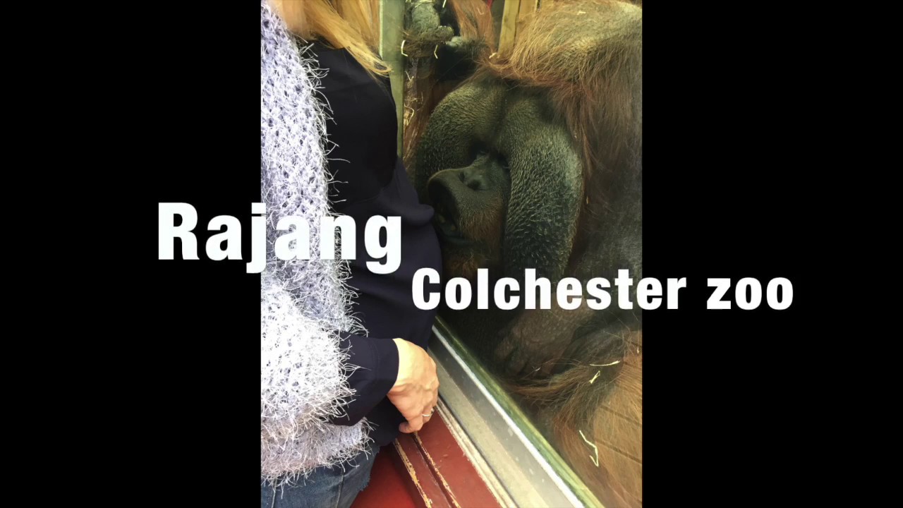 orangutan kisses pregnant woman's belly