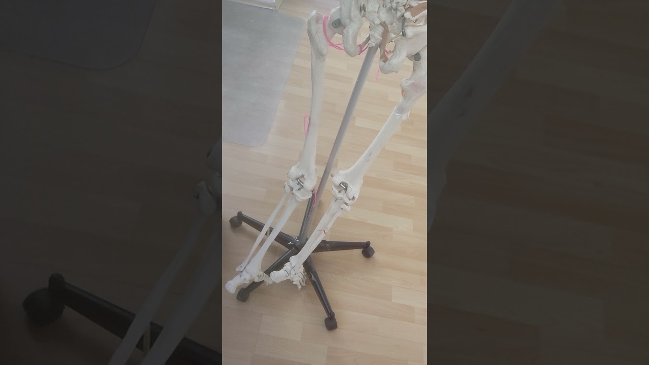 &Uuml;berblick Muskulatur Unterschenkel