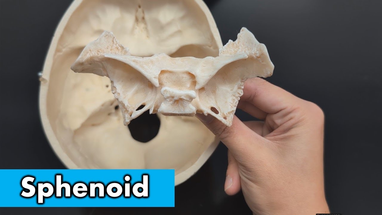 Sphenoid Bone