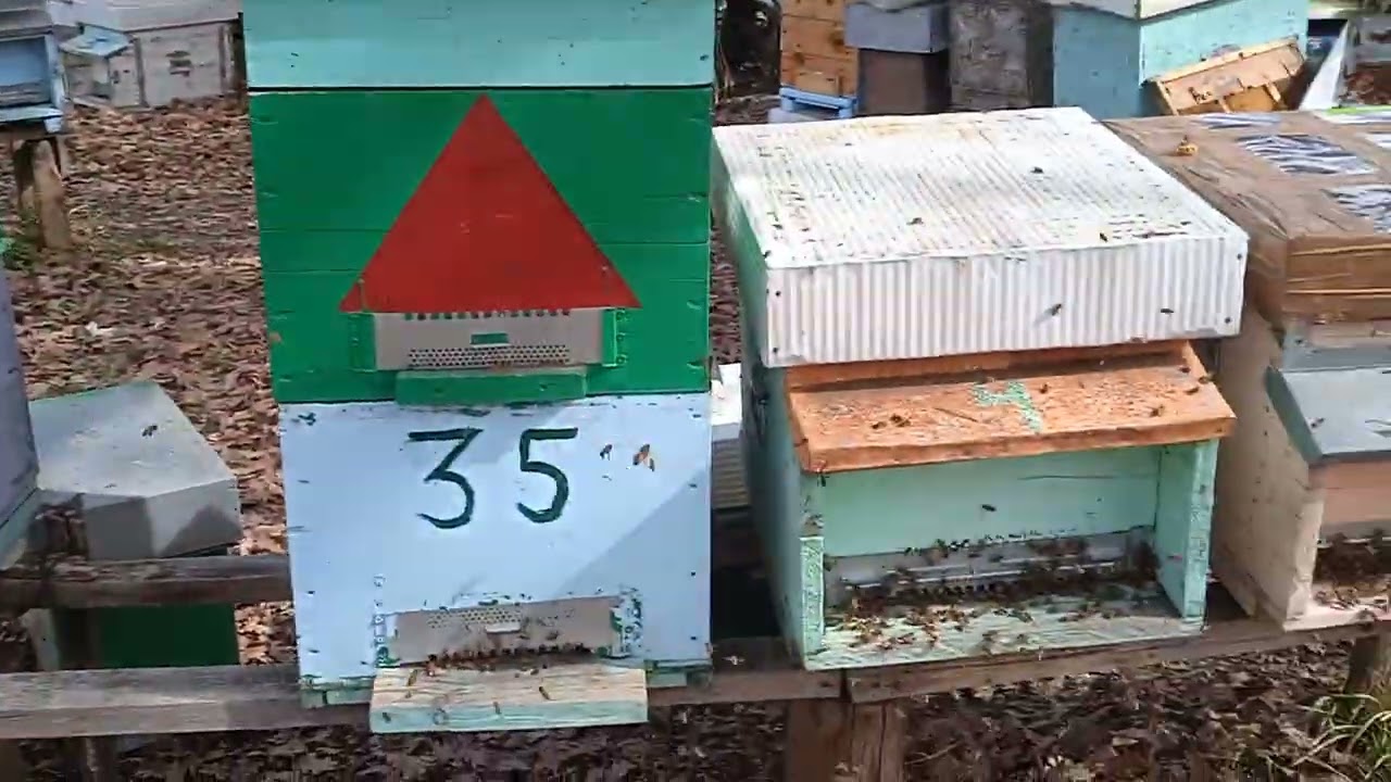 Primul cat promis. Treaba continua in stupina.