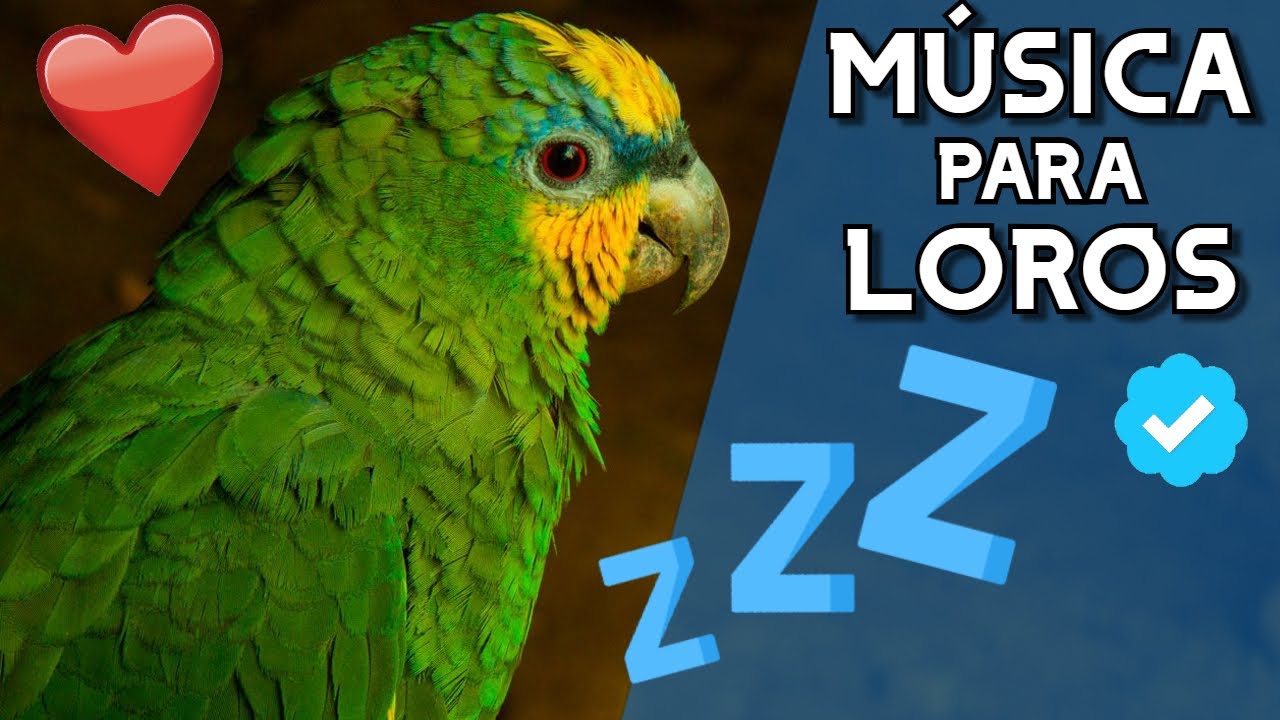 🦜МУЗЫКА ДЛЯ ПОПУГАЙ И ПТИЦ * [МУЗЫКА ПТИЦ РАССЛАБЛЯЮТ и ТРАНКВИЛИЗАР] * 🎵