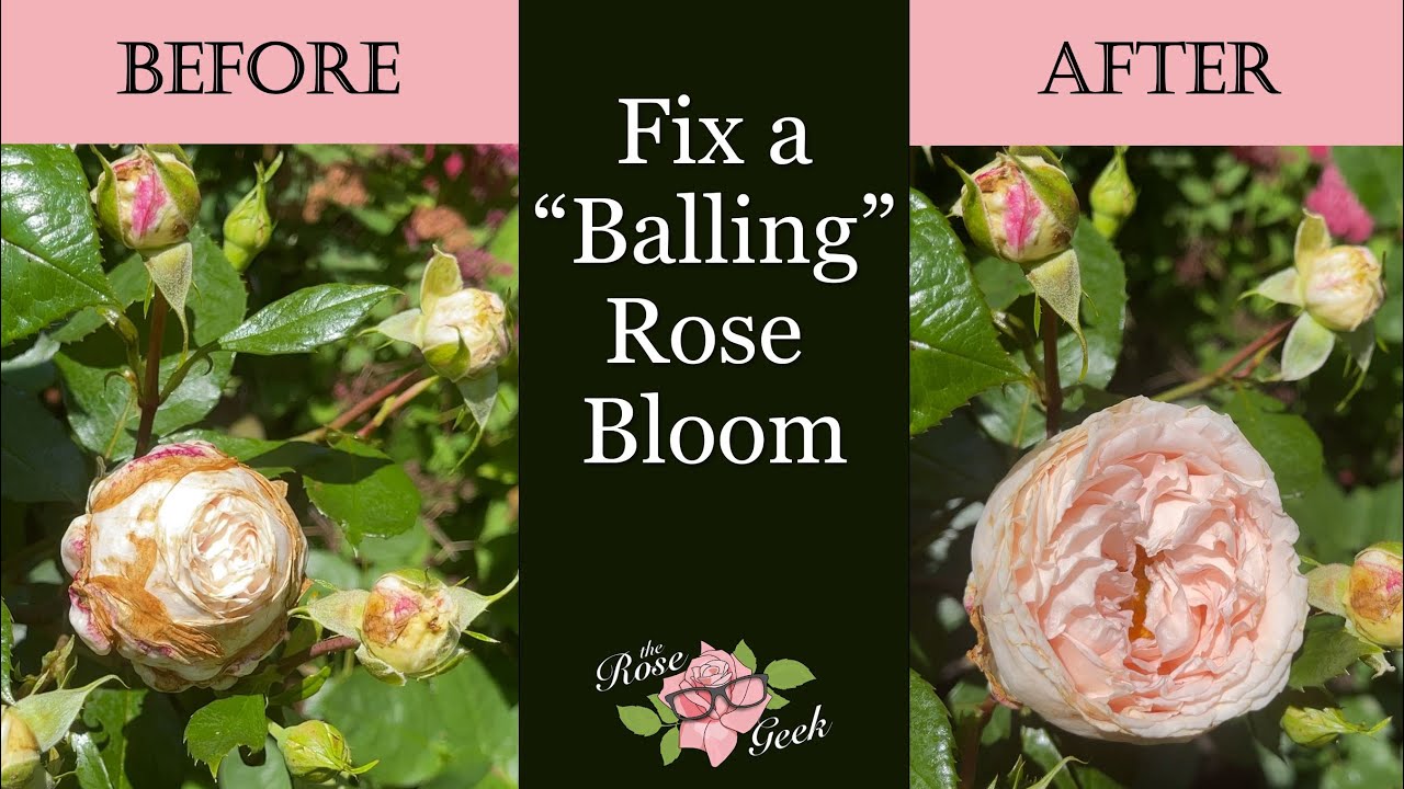 🌹 How to Fix a 