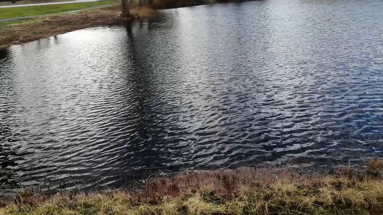 Sweden fegen