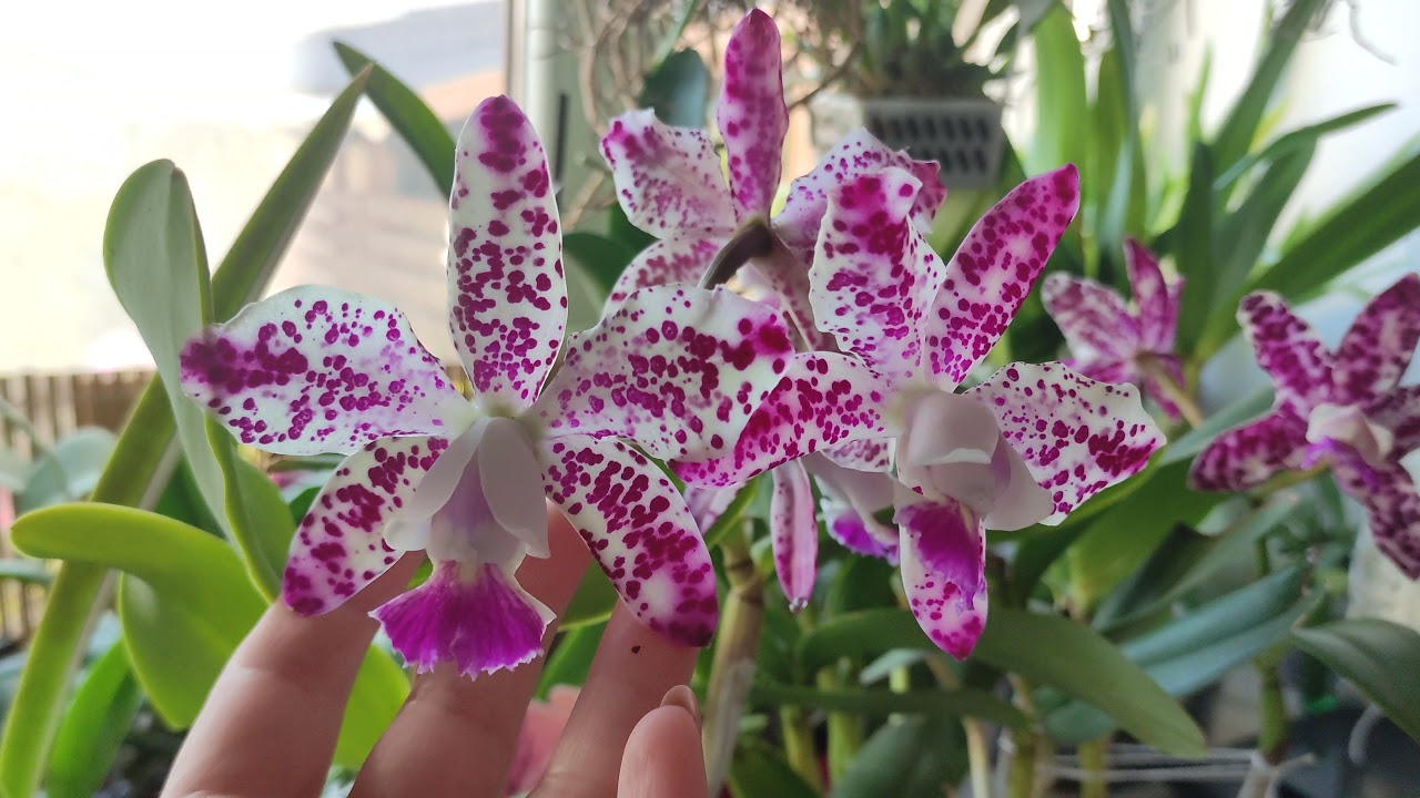 Cattleya guttata (Каттлея крапчатая)-цвітіння і догляд.