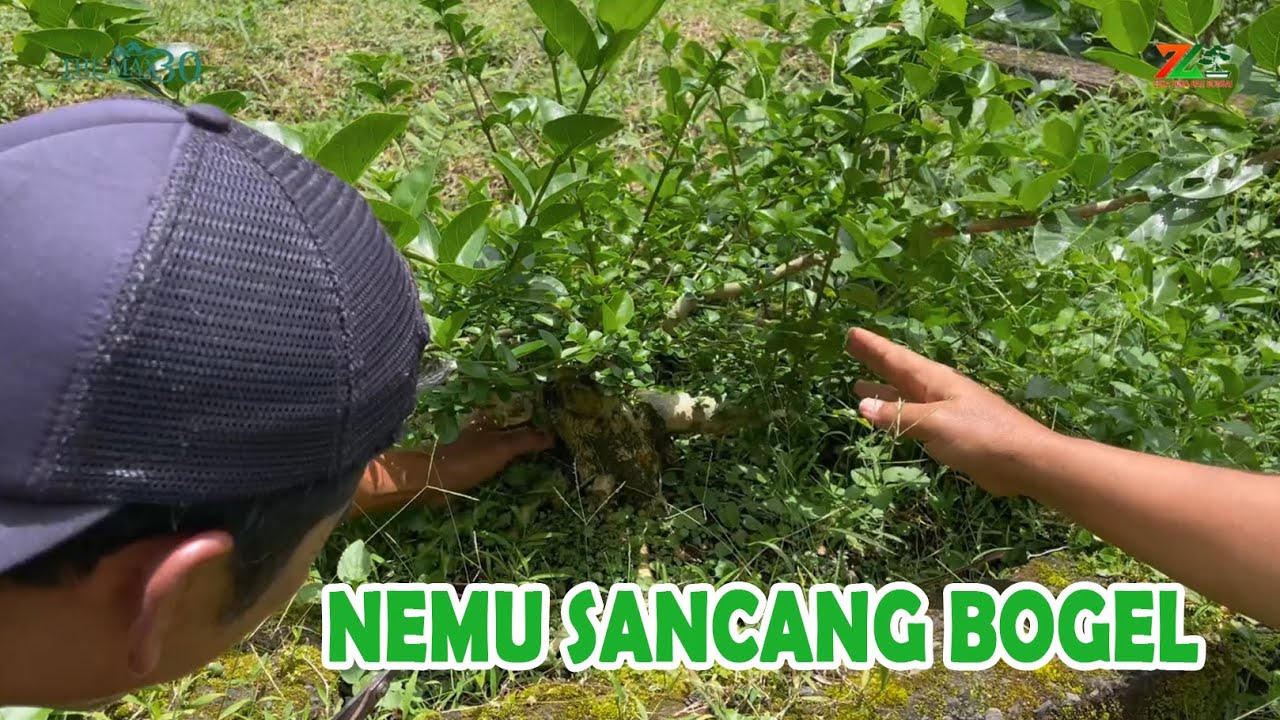 BONSAI - BONSAI ISTIMEWAH MILIK KOLEKTOR BANGLI
