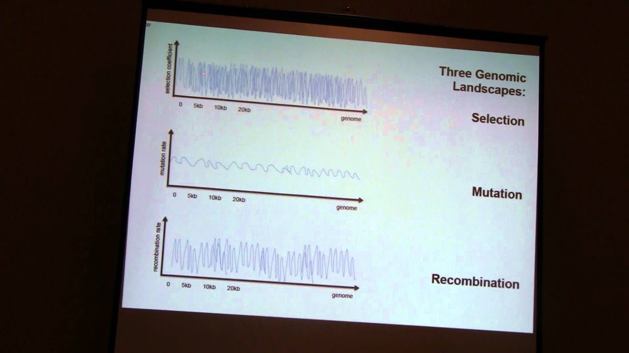 Laurence Loewe: The strength of background selection