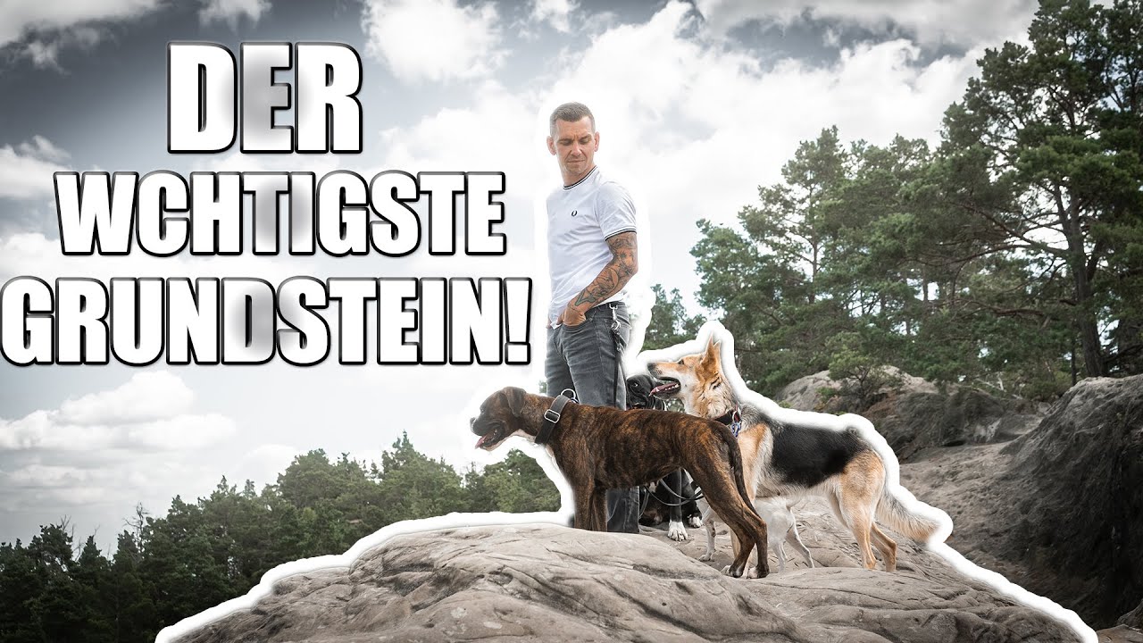 MISSION: Aufmerksamer Hund - Was bedeutet das?