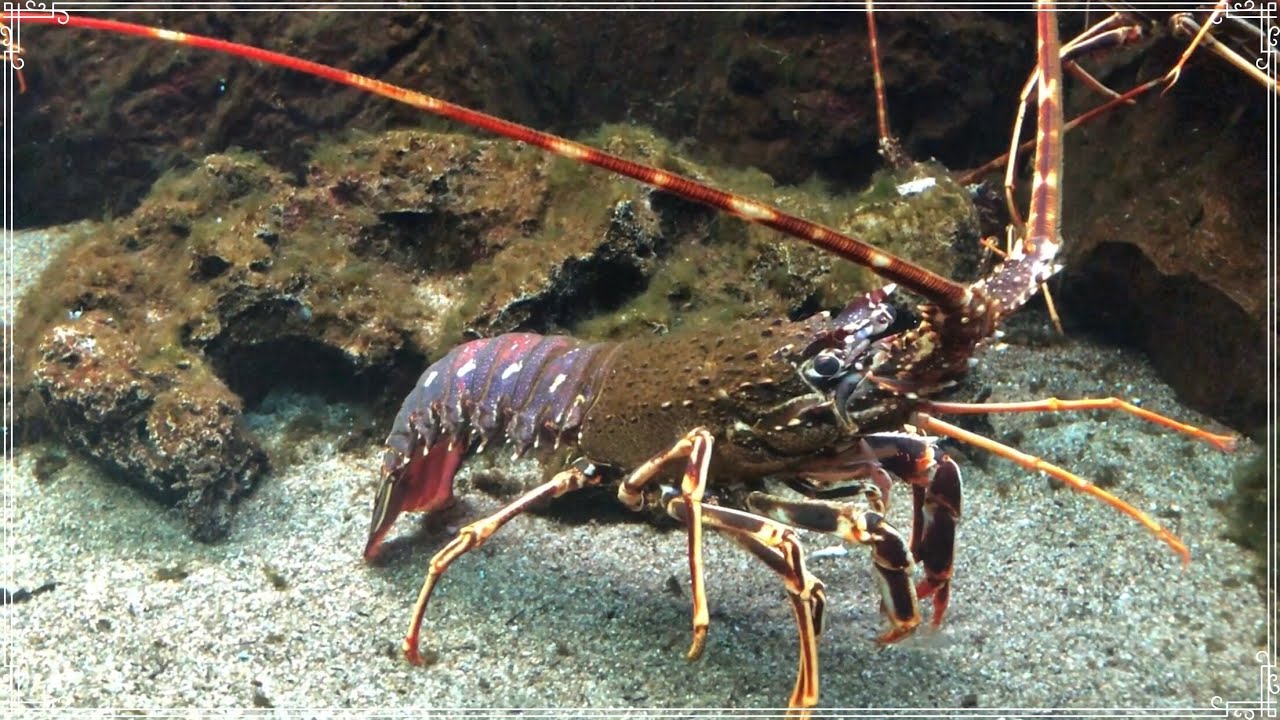 Akvarijum Dubrovnik