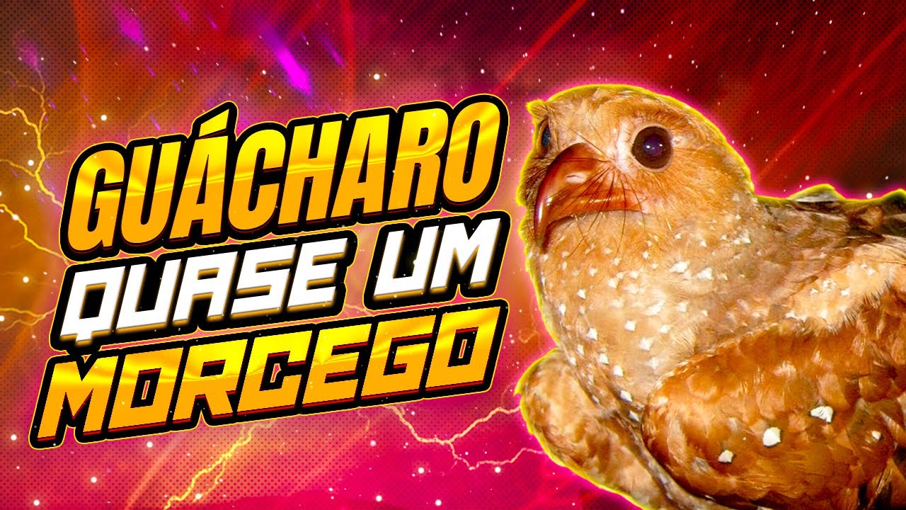 Gu&aacute;charo - P&aacute;ssaro VIVE EM CAVERNAS e usa ECOLOCALIZA&Ccedil;&Atilde;O