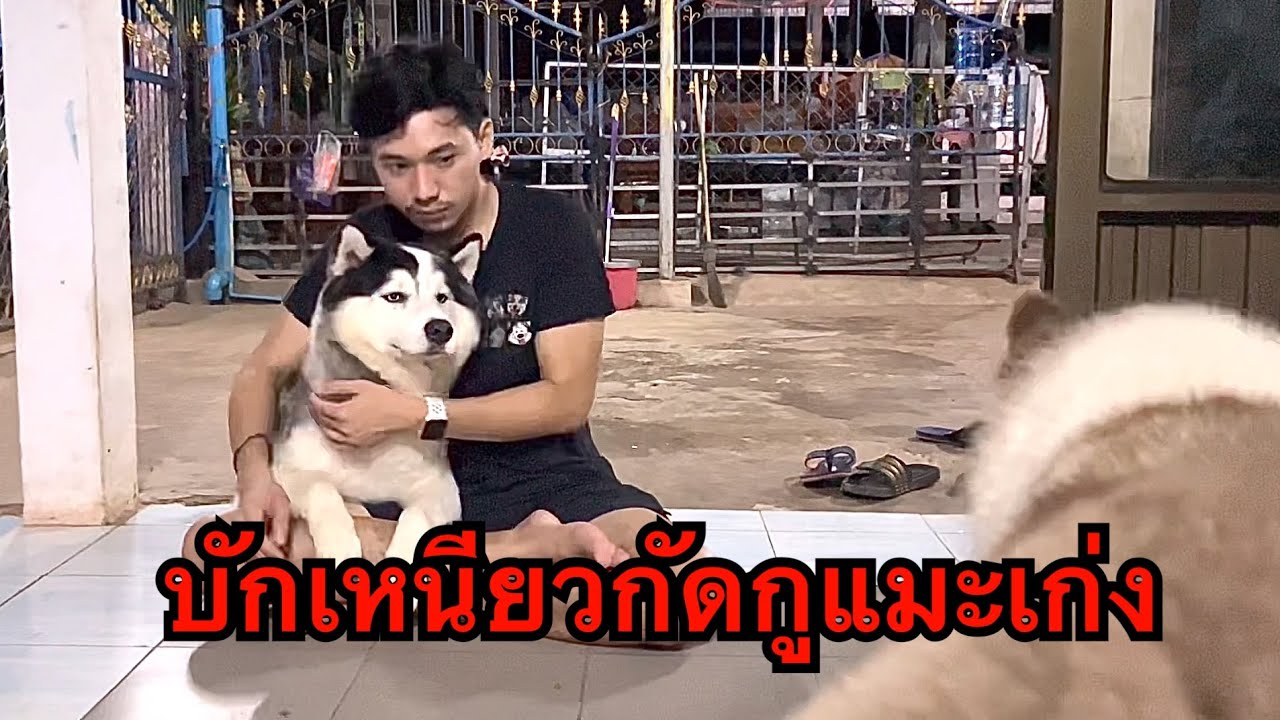 บักข้าวเหนียวมันกัดบักข้าวจ้าวขึ้นยึดฝูง