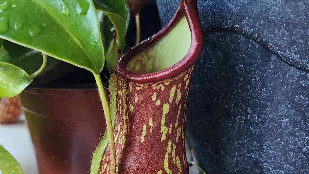 Nepenthes Gaya (Plantas Carnívoras ep #8)