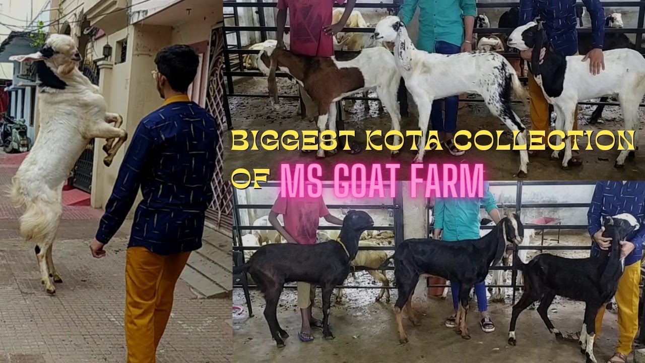 Mr Majid kota specialist | Biggest Kota in Hyderabad contact 9700890395