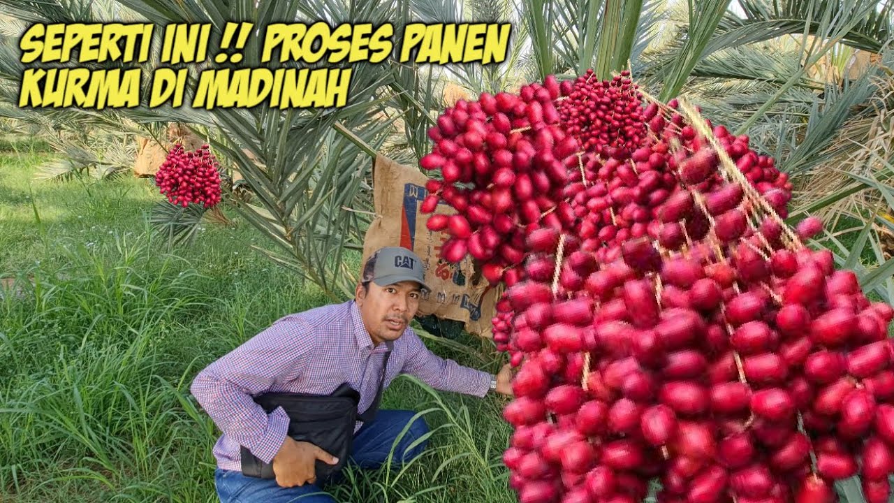 PENASARAN !! CARA PANEN KURMA DI MADINAH