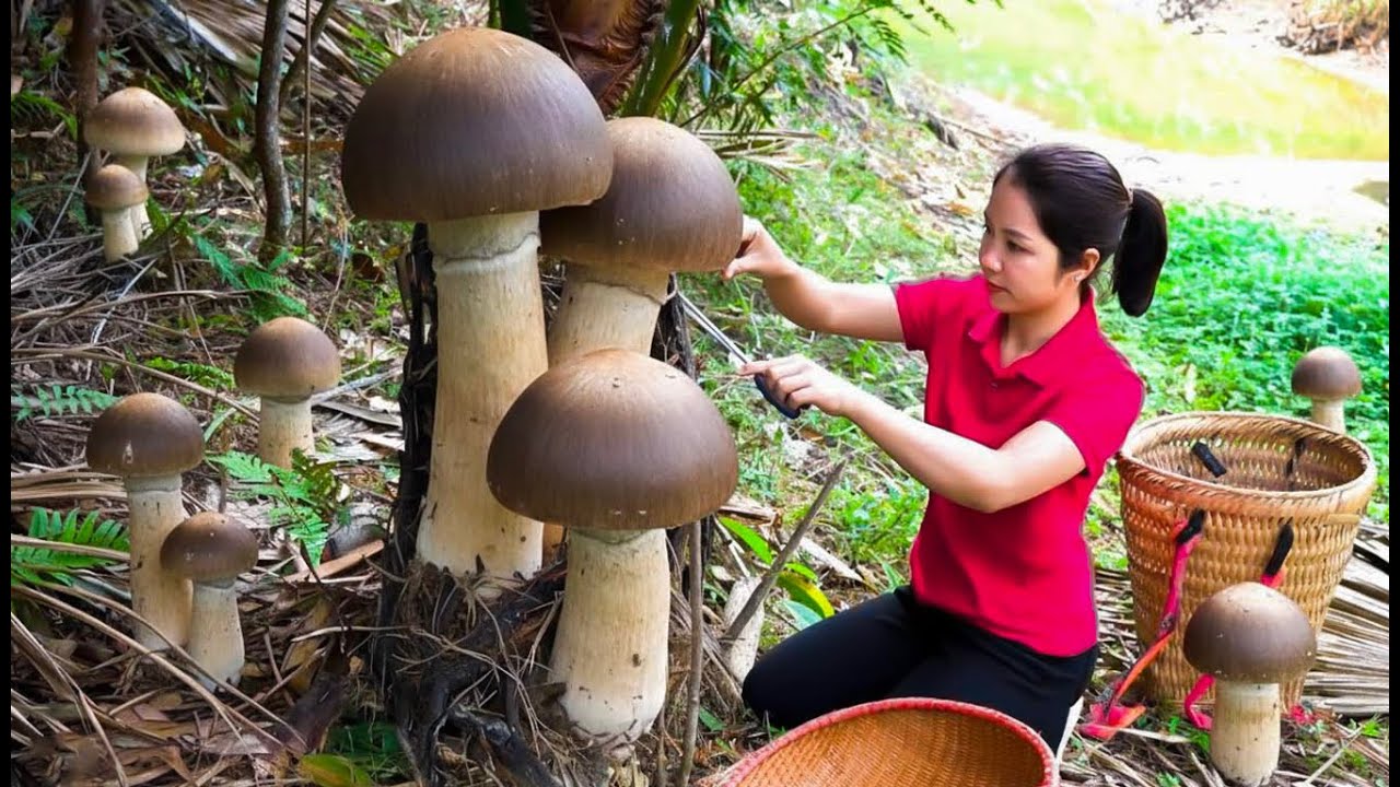 Harvesting 1000+Kg Coral Mushrooms In Forest To Sell At Market, Cook Delicious Dishes With Mushroom