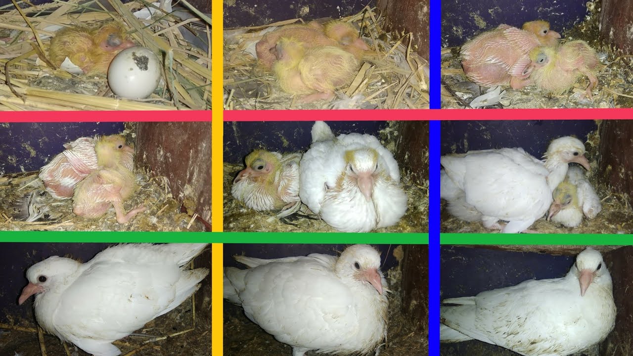 White Mako Baby Pigeons || Day to Day Growth and Progress!