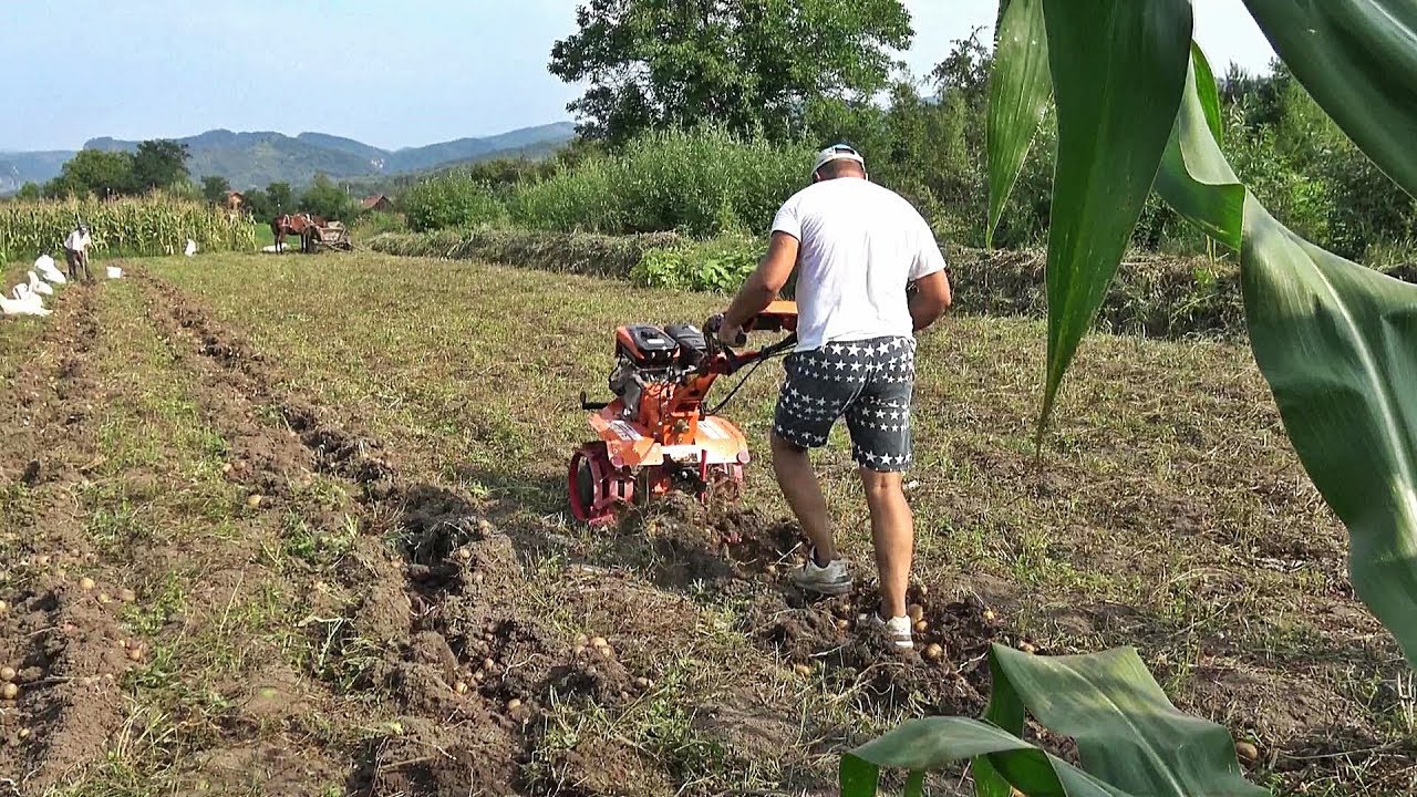 Iar am scos cartofi cu motocultorul, vreo 60 de saci