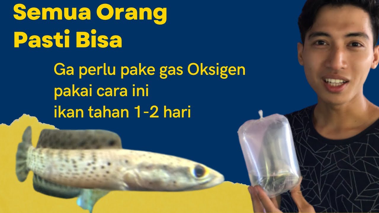 CARA MEMBUNGKUS IKAN TANPA OKSIGEN