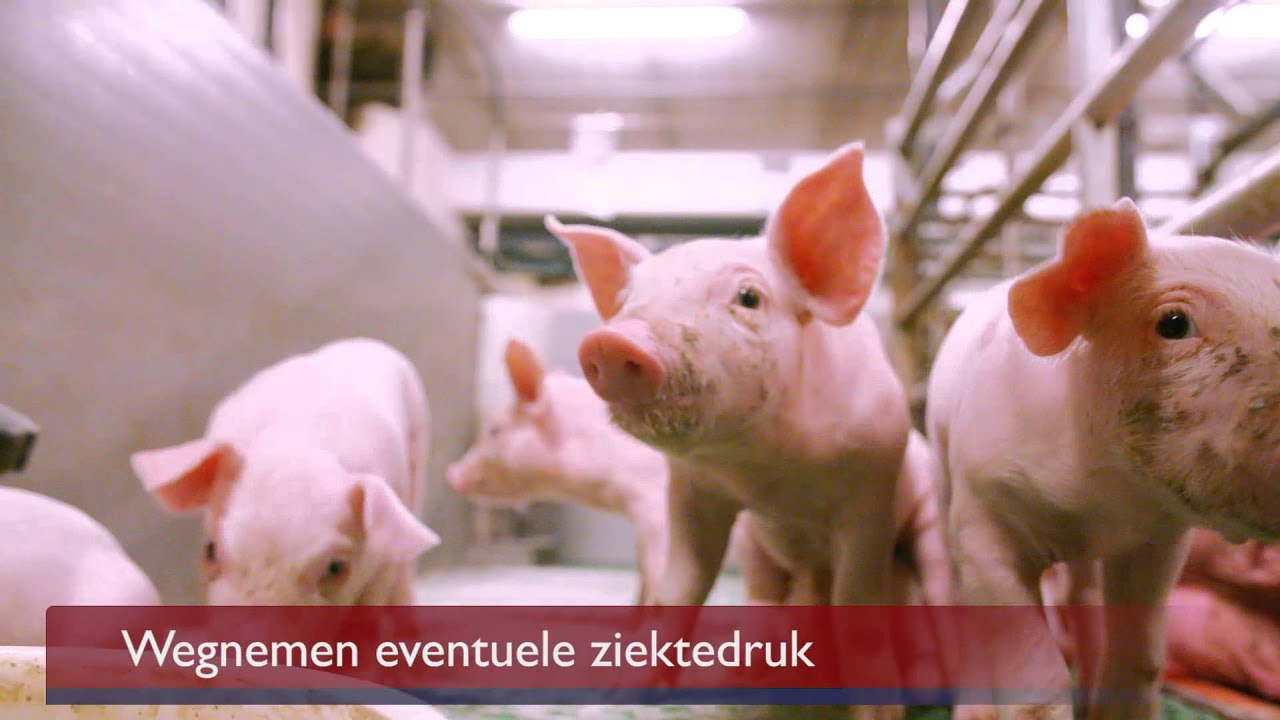 Slachtzeugen & Restbiggen | VAEX Varkens- en Veehandel B.V.