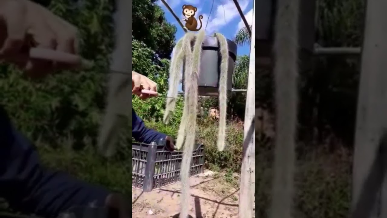 Rabo de macaco.