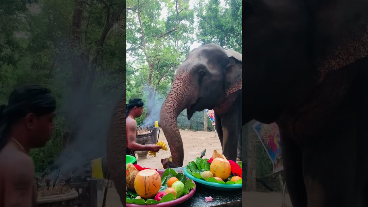 kebiliththa dewalaya | කැබිලිත්තේ ආරක්ෂකයා මද්දු