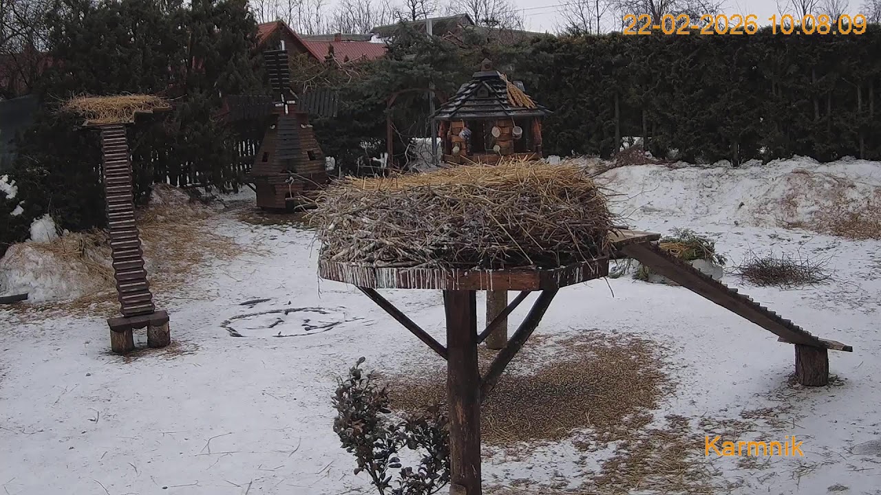 Gniazdo Bocianie pod Sokółką - na żywo.