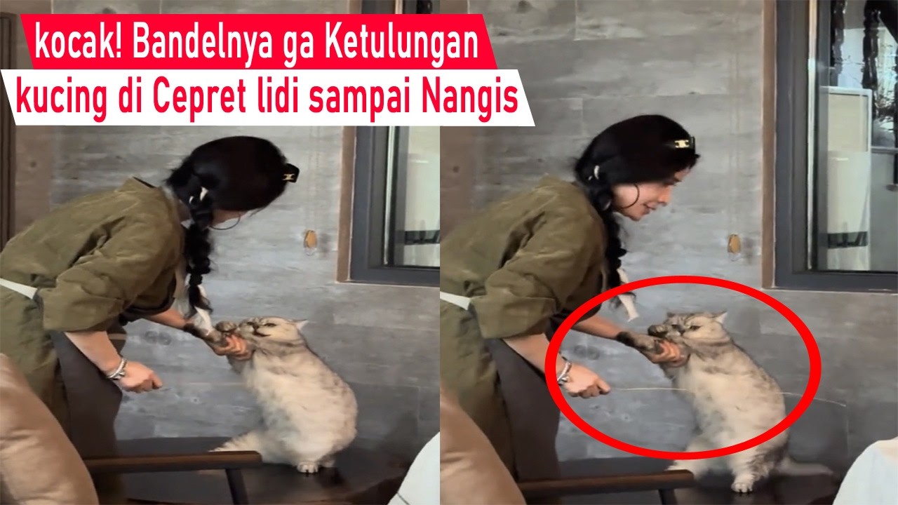 Ketawa sampai Mules! kena marah sampai di jewer emak, kucing ini Nangis kaya bocil/kompilasi Lucu