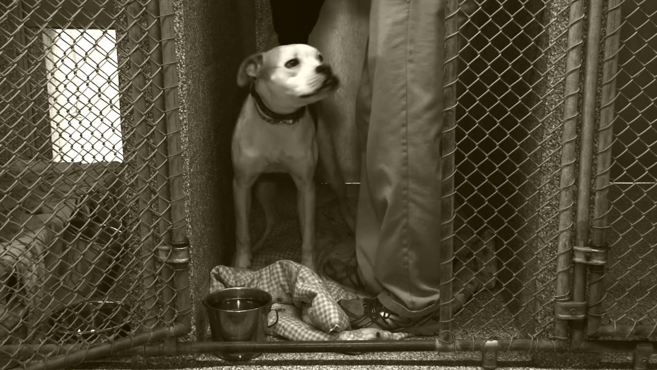 Humane Society of Carroll County Adoption