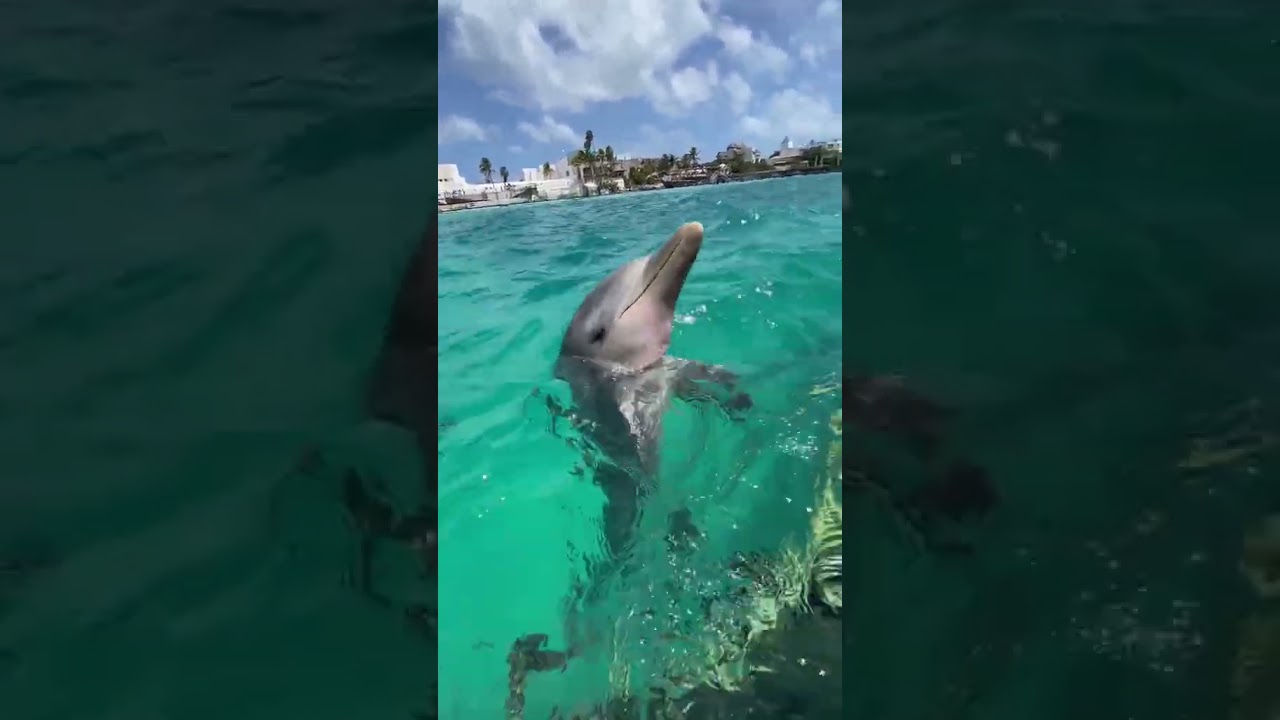 El verdadero sonido de un Delf&iacute;n 🐬😱