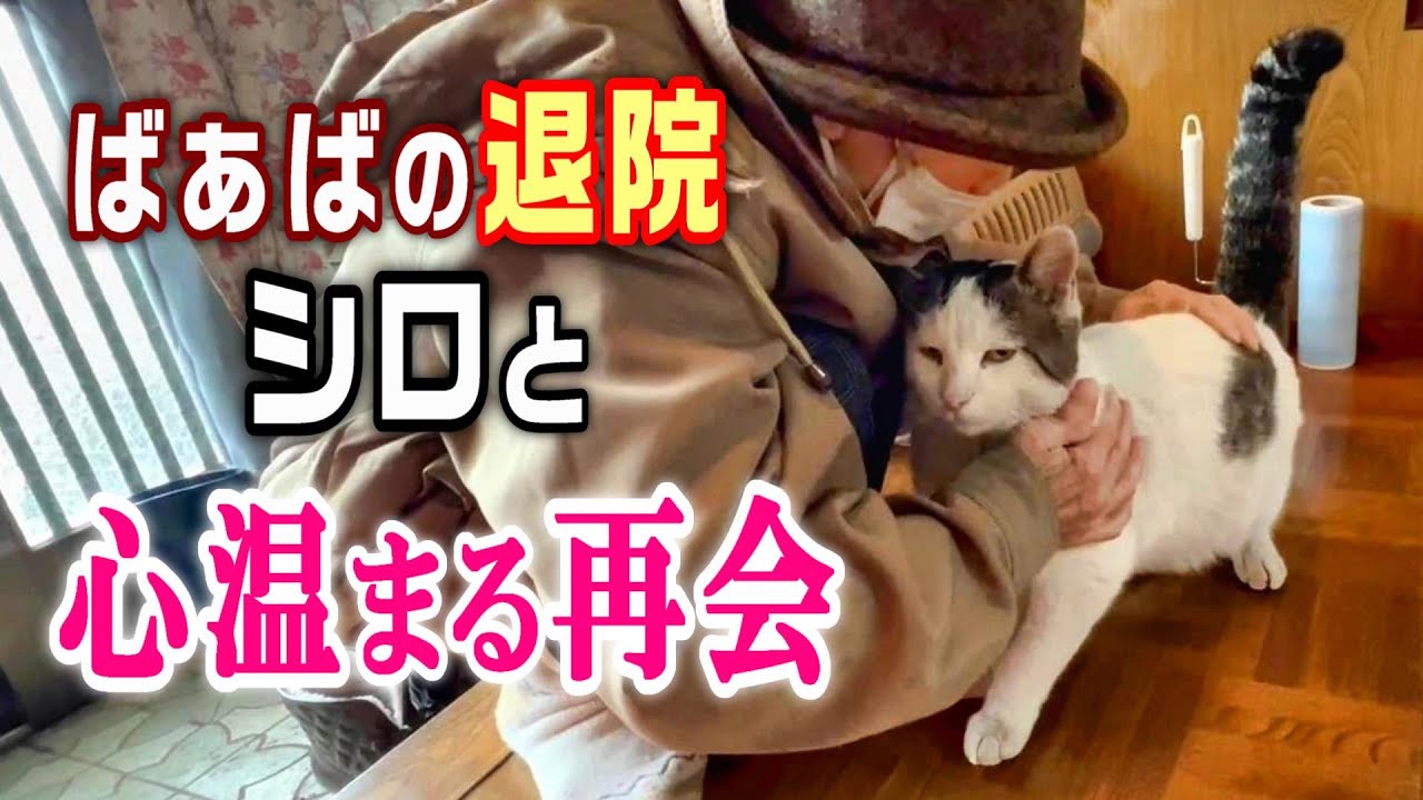 【心温まる再会】1ヶ月半ぶりに退院した母と、待ちわびた家猫シロの感動的な瞬間【オリジナル曲】