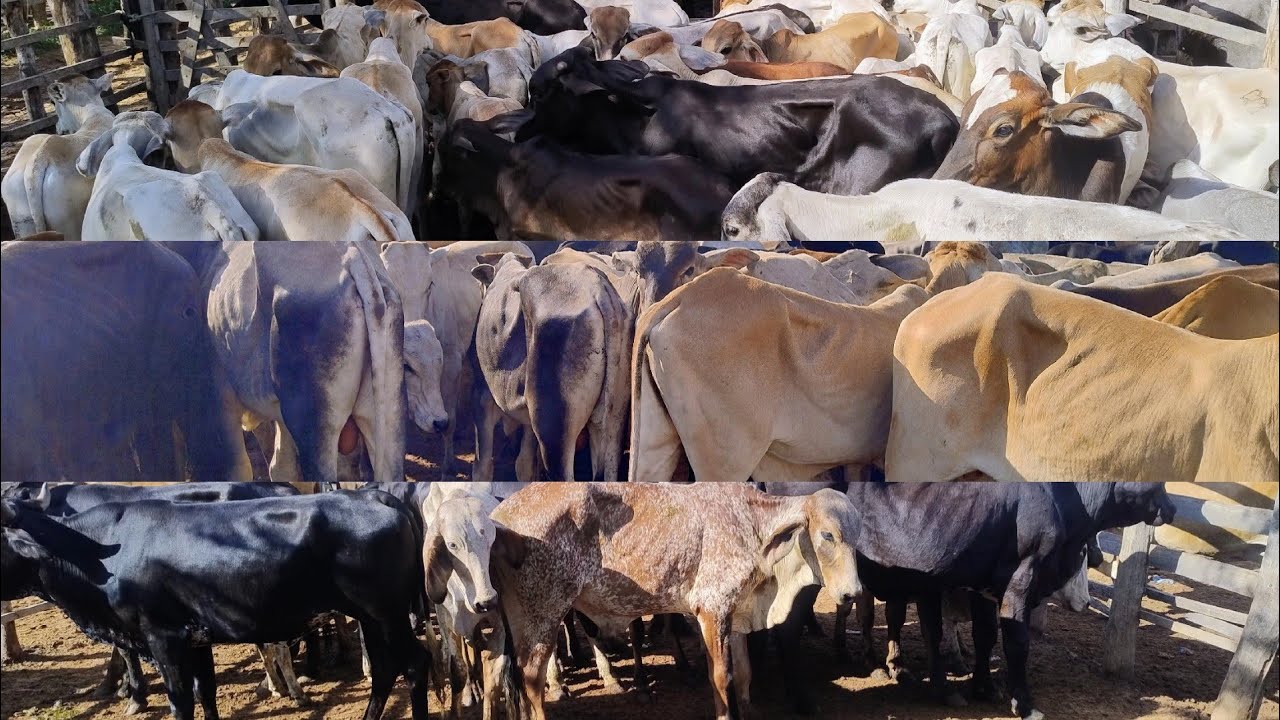 FEIRA DO GADO EM OURICURI-PE DIA, 18/03/2026. #nordeste 