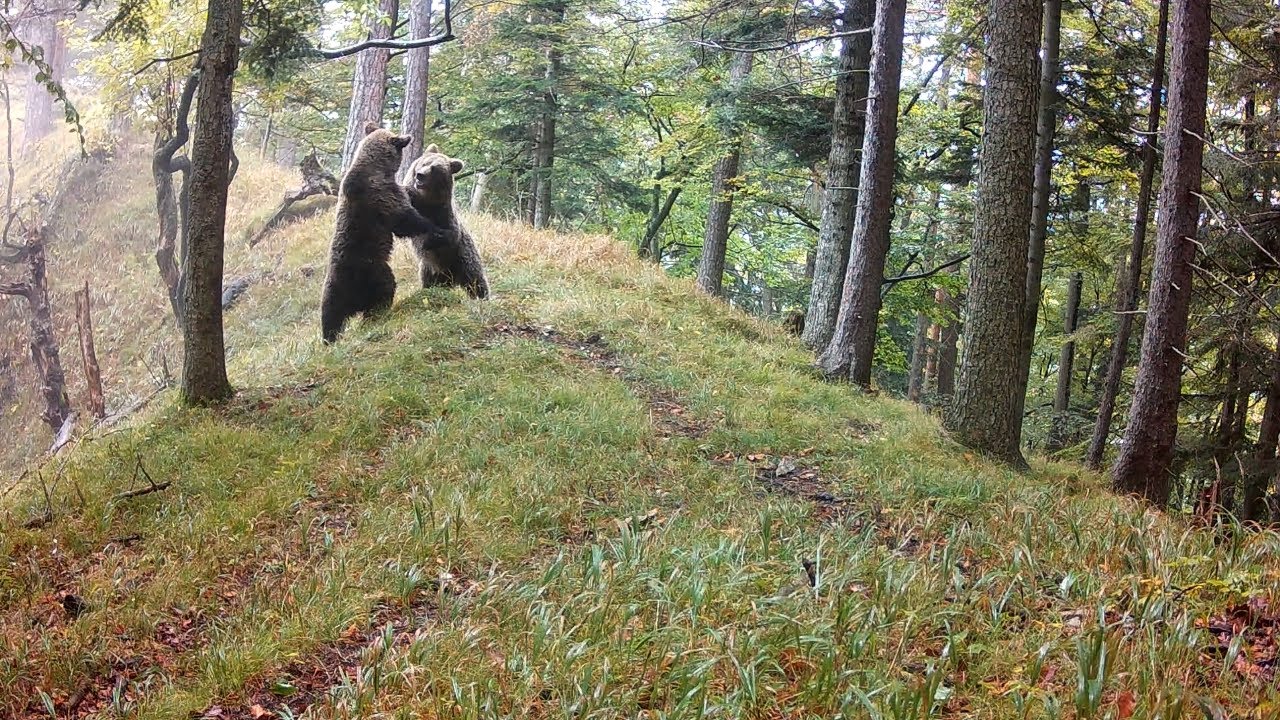 Hra medveďov (Fotopasca Veľk&aacute; Fatra)