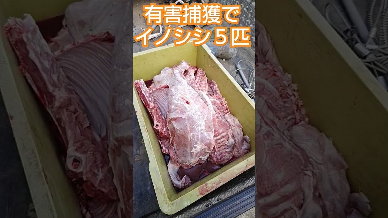有害捕獲でイノシシ５匹 #日本犬物語 #日本犬 #猟犬 #松ごり #甲斐犬 #四国犬 #狩猟 #猪 #くくり罠 #dog