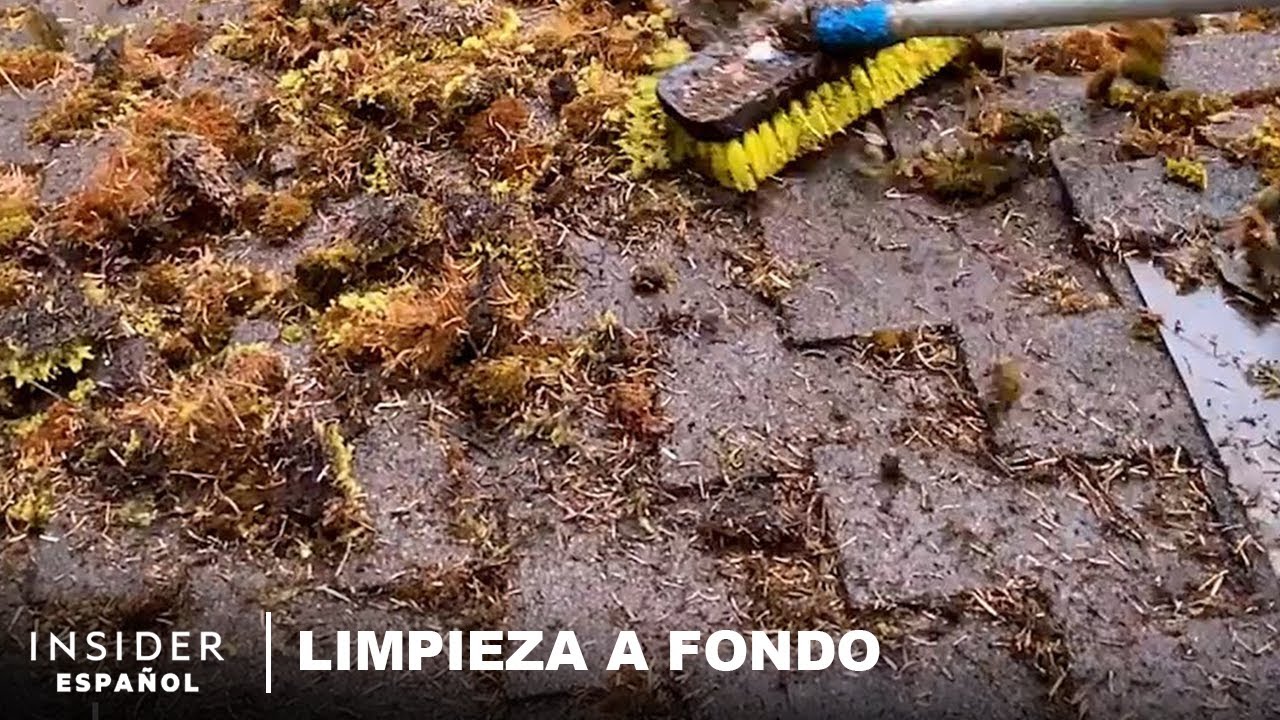 Cómo se quita el musgo de las grietas de un techo | Limpieza a fondo | Insider