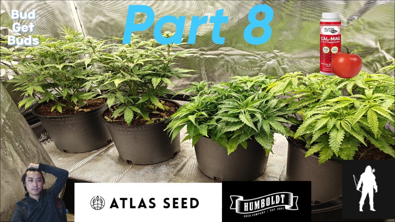 Seed to Harvest Part 8 (Robinhood VS Humboldt Seed Company VS Atlas Seeds) Under 2 XS1500 Pros.