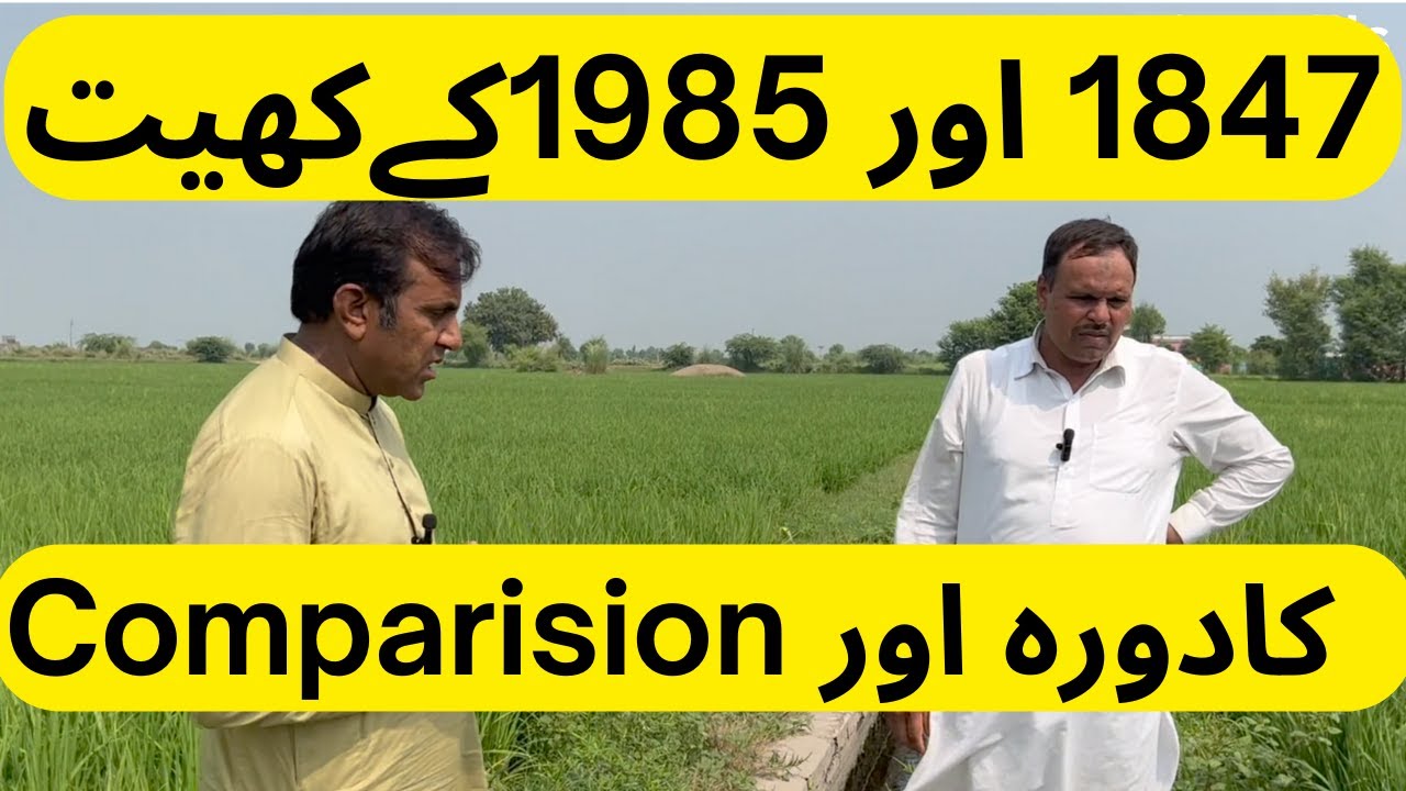 pusa#1847 VS pusa#1985 | Field Visit | weather | comparison | 2023 | Awan Rice Mills Research Farm