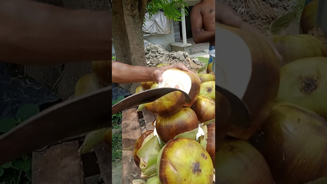 #status video #YouTube viral video #fruit plant cutting