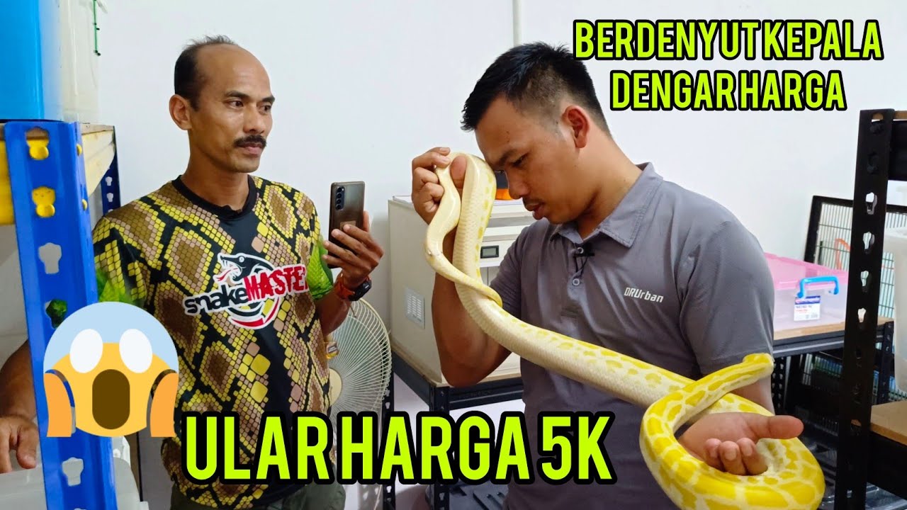 ULAR KAYANGAN HARGA 5K | MIJIE SNAKEMASTER