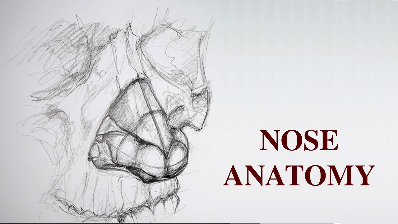 Nose Drawing Part #1 - Advanced Anatomy for Artists
