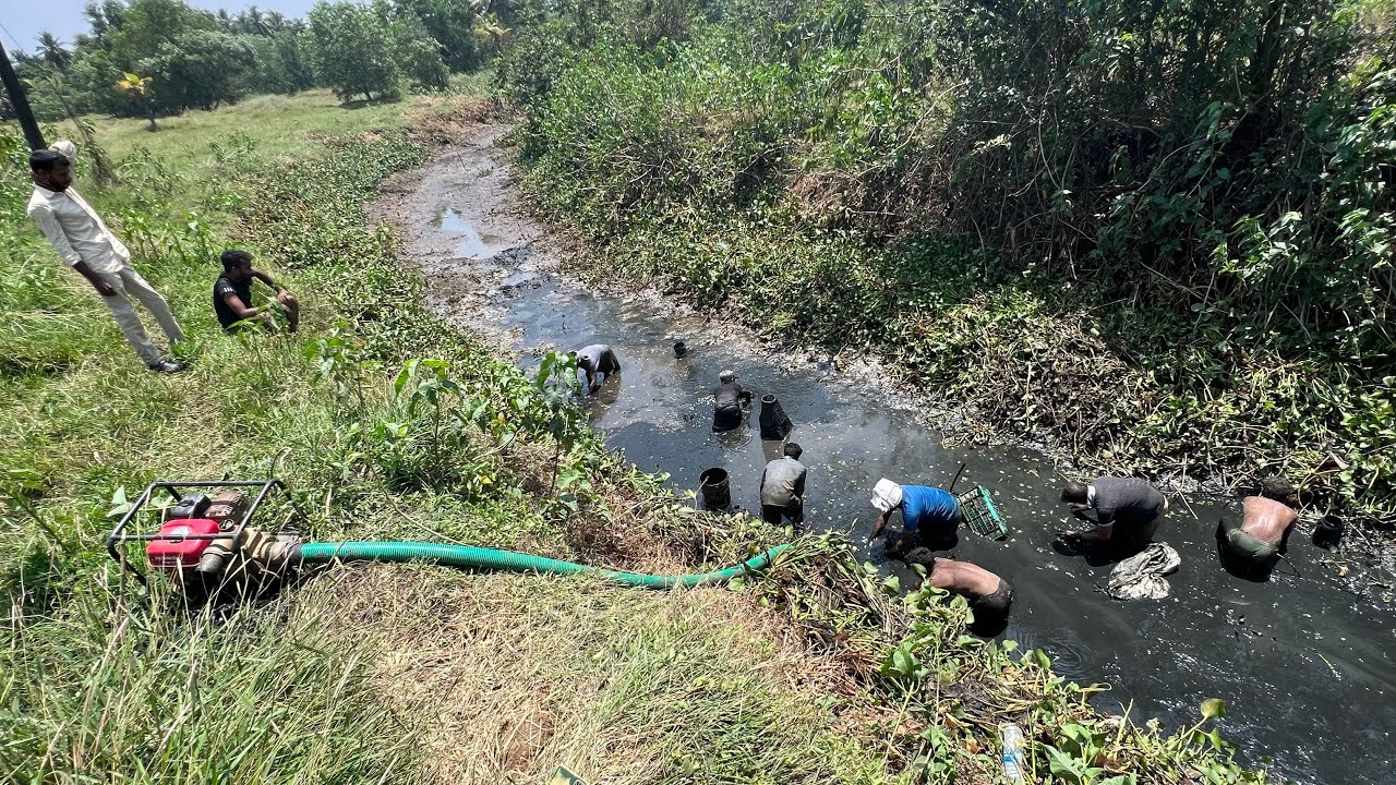 ലക്ഷക്കണക്കിന് മീനുകളുള്ള തോട് വറ്റിയപ്പോൾ 😳 Village Fishing