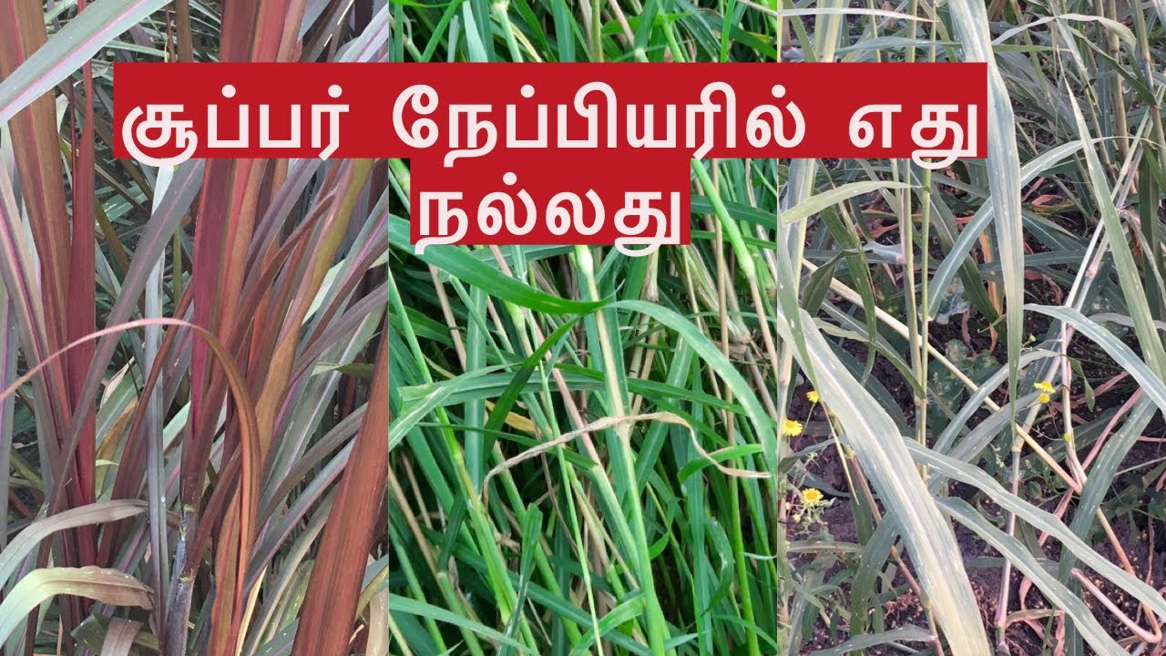 சூப்பர் நேப்பியரில் எது நல்லது | Best Napier Grass