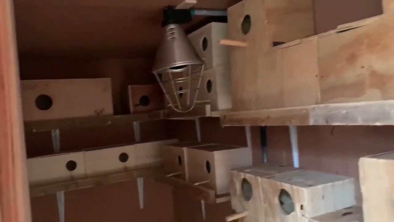 I show you today the Aviary from the Rosellas, Barrabands, Princess of Wales Parrots