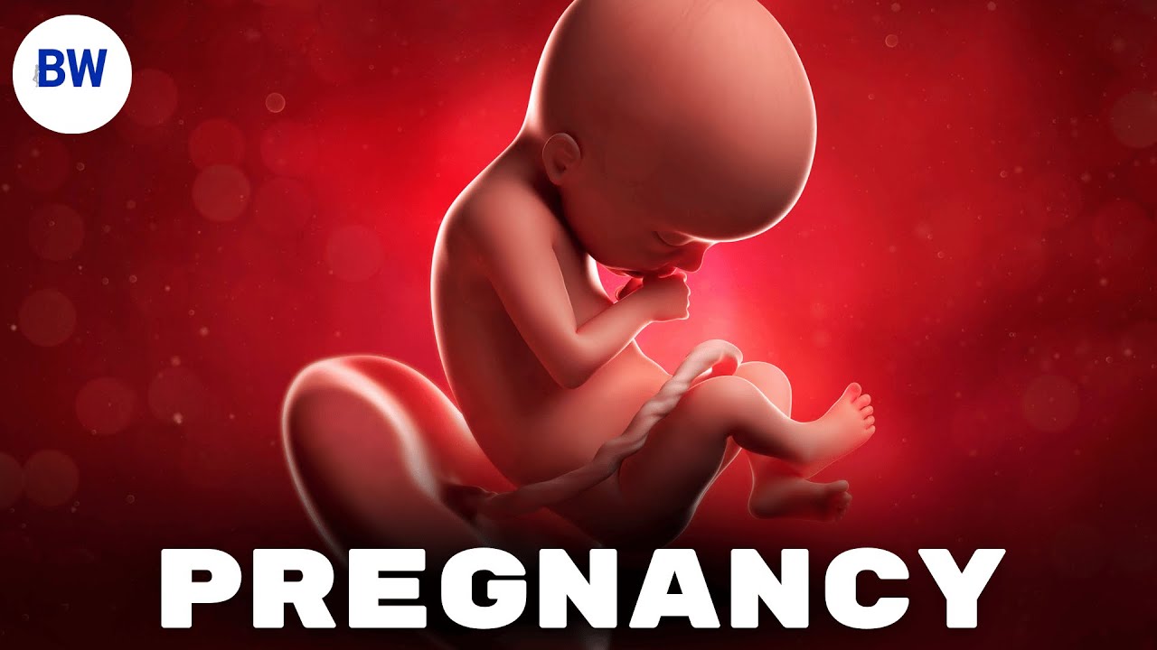 How You Actually Get Pregnant: From Ovulation to Implantation (UK NHS Guide)