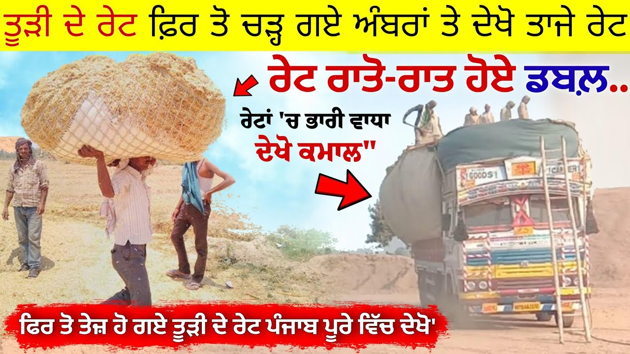 ਰੇਟ ਰਾਤੋ-ਰਾਤ ਹੋ ਗਏ ਡਬਲ਼ ਦੇਖੋ ਹੁਣ ਦੇ ਤਾਜੇ ਤੂੜੀ ਦੇ ਰੇਟ • Tudi price in punjab today, Tudi da rate