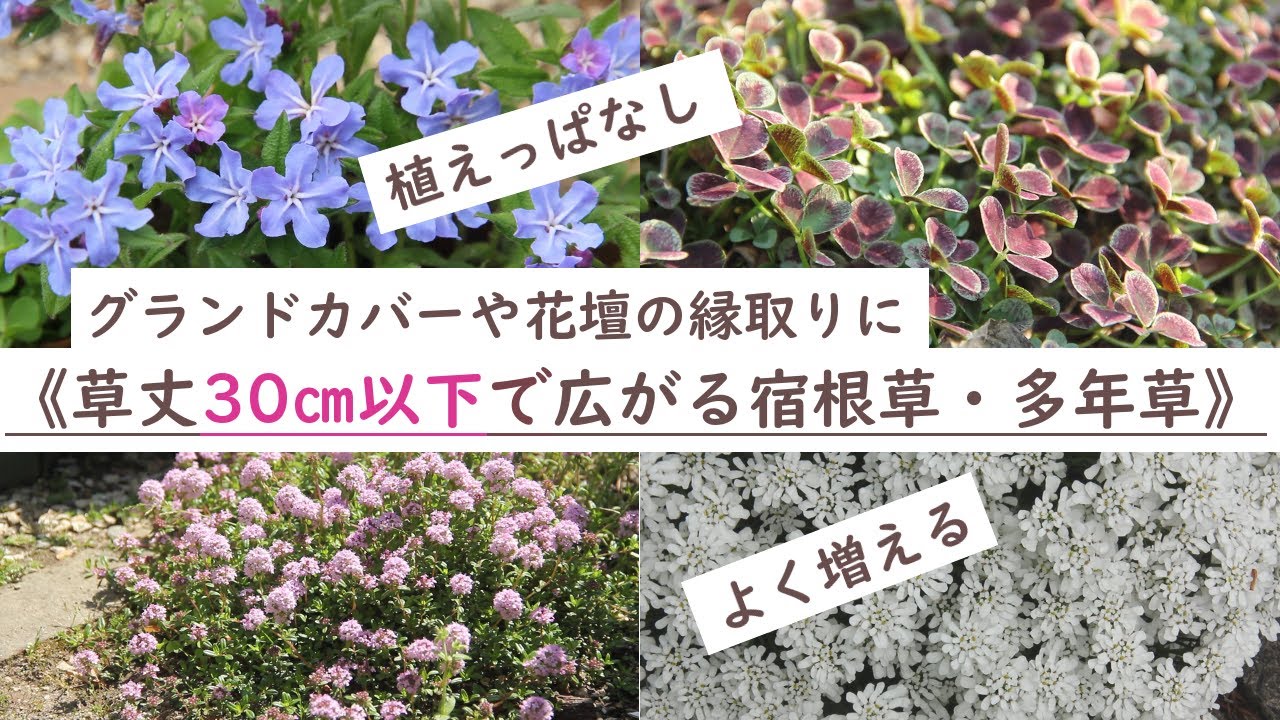 《草丈30センチ以下で広がるタイプの宿根草・多年草》植えっぱなしでよく増えるグランドカバー／花壇の縁取り