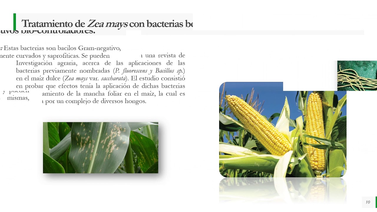 MICROBIOLOGÍA: Importancia agrícola de las bacterias