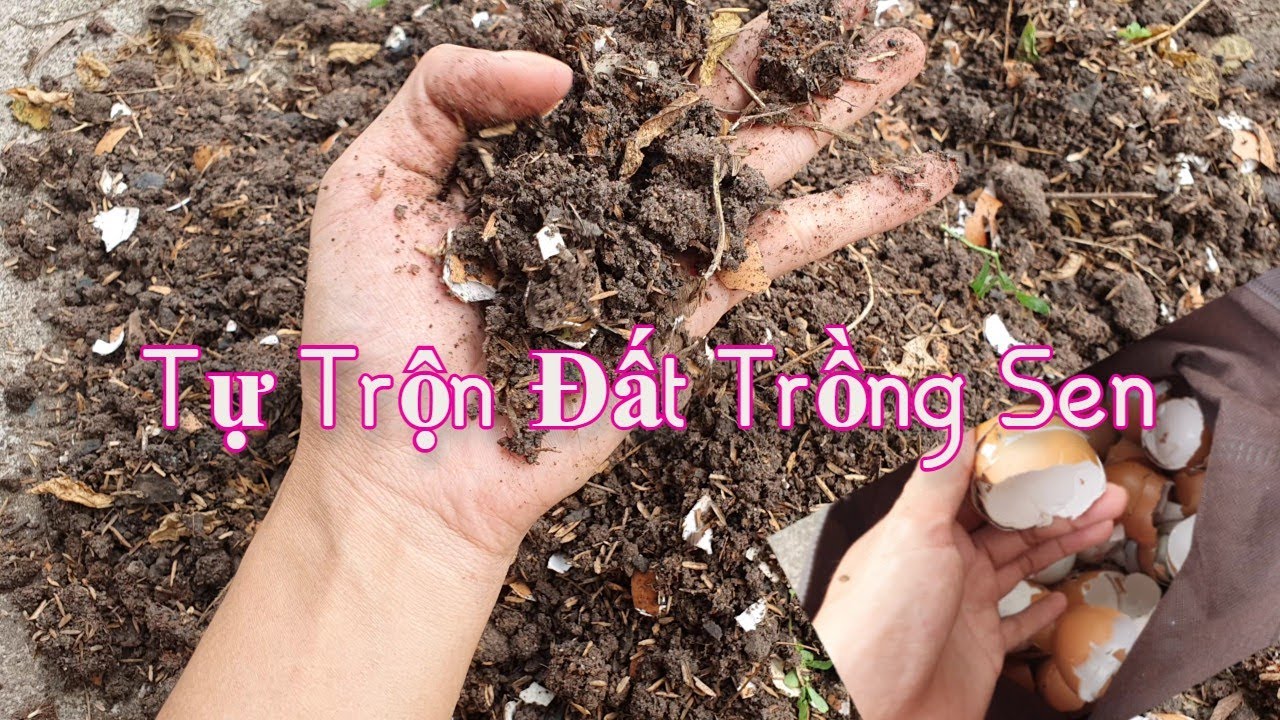 Cách Trộn Đất Trồng Sen Đá Tại Nhà - Nguyên Liệu Cây Nhà Lá  Vườn