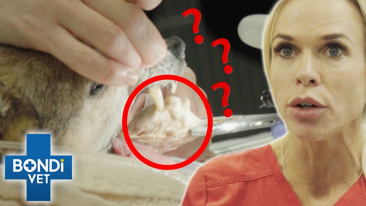 Mysterious Object Pulled From Dog's Throat! | Bondi Vet